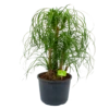 Beaucarnea Recurvata - Vertakt - Olifantenpoot - P26 H70 - Kamerplant 1 Beaucarnea Recurvata - Vertakt - Olifantenpoot - P26 H70 - Kamerplant -Natur Bloemen Winkel beaucarnea recurvata vertakt olifantenpoot p26 h70 1 1