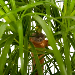 Beaucarnea Recurvata - Vertakt - Olifantenpoot - P26 H70 - Kamerplant -Natur Bloemen Winkel beaucarnea recurvata vertakt olifantenpoot p26 h70 5 1