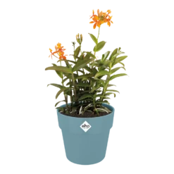 Bloempot Elho B.for Original Rond 30cm -Duifblauw -Natur Bloemen Winkel bfor original rond bloempot duifblauw 3 1