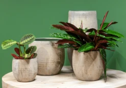 Bloempot Steef - D39 X H36cm - Creme Groen -Natur Bloemen Winkel bloempot steef d39 h36 creme groen bloempot 6 6