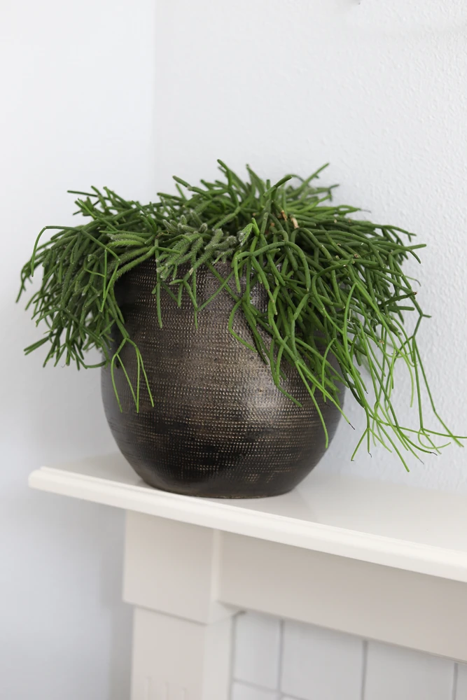 Bloempot Tokio - D28 X H26cm - Goud 4 Bloempot Tokio - D28 X H26cm - Goud - Afbeelding 2