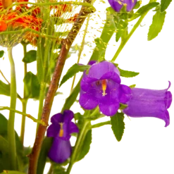 Boeket Plukgeluk Groot 11 Boeket Plukgeluk Groot -Natur Bloemen Winkel boeket plukgeluk groot boeketten 4