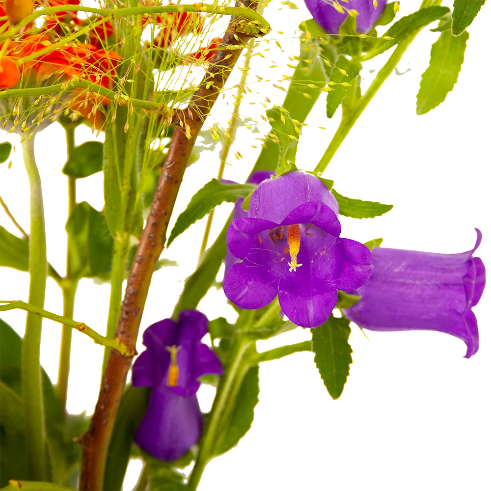 Boeket Plukgeluk Groot 6 Boeket Plukgeluk Groot - Afbeelding 4