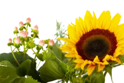 Boeket Zonnestraal Middel 11 Boeket Zonnestraal Middel -Natur Bloemen Winkel boeket zonnestraal boeketten 4 3