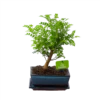 Bonsai Zanthoxylum Piperitum - Peperboom - P20 H30 - Kamerplant -Natur Bloemen Winkel bonsai zanthoxylum piperitum peperboom p20 h30 1
