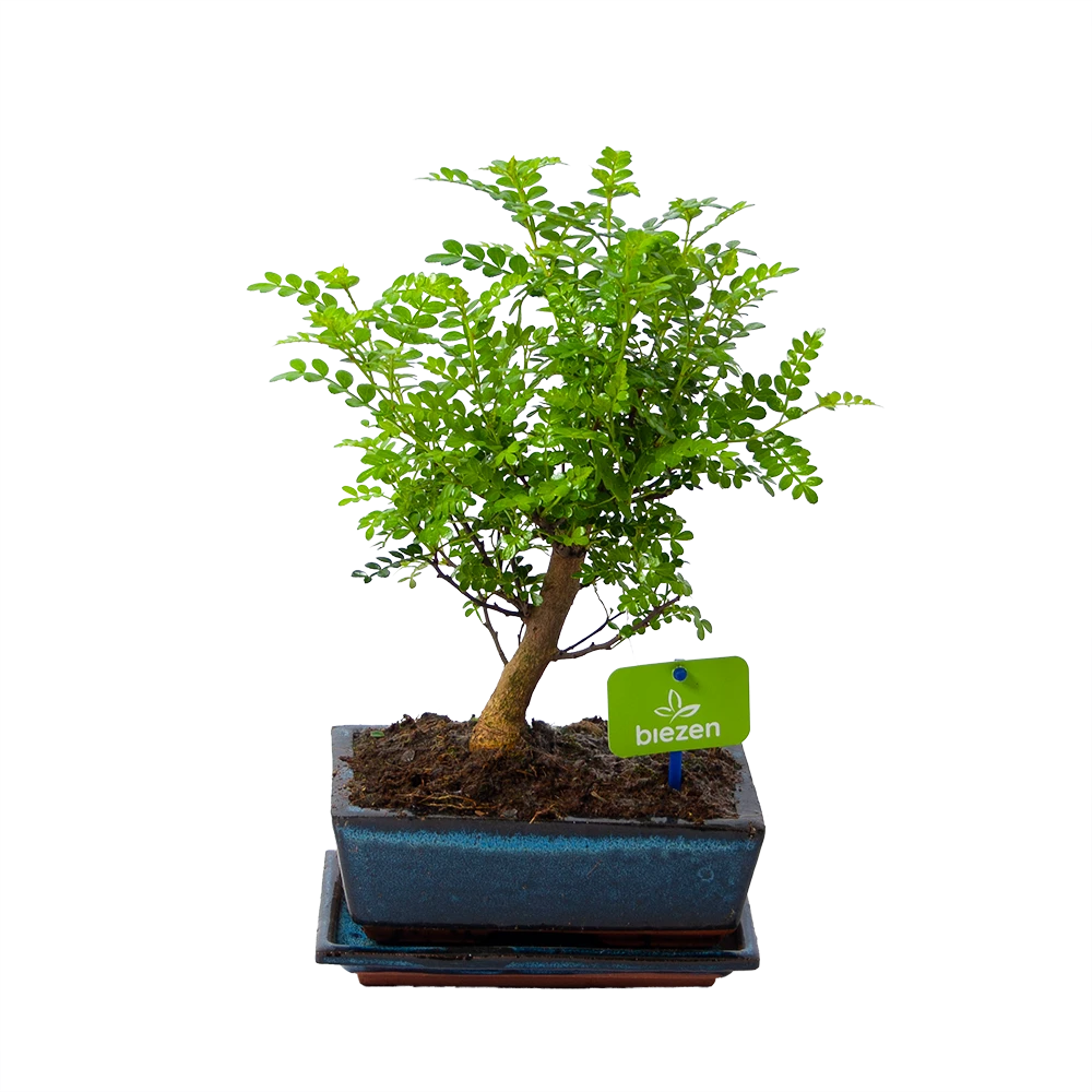 Bonsai Zanthoxylum Piperitum - Peperboom - P20 H30 - Kamerplant 3 Bonsai Zanthoxylum Piperitum - Peperboom - P20 H30 - Kamerplant