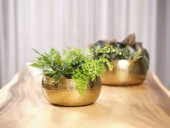 Plantenschaal Kody - D24 X H11cm - Goud -Natur Bloemen Winkel bowl kody gold d24 h11 schaal 7 12