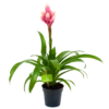 Bromelia Guzmania Candy - P12 H55 Roze - Kamerplant -Natur Bloemen Winkel bromelia guzmania candy p12 h55 roze 4