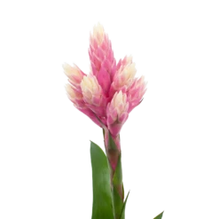 Bromelia Guzmania Candy - P12 H55 Roze - Kamerplant 6 Bromelia Guzmania Candy - P12 H55 Roze - Kamerplant -Natur Bloemen Winkel bromelia guzmania candy p12 h55 roze 5