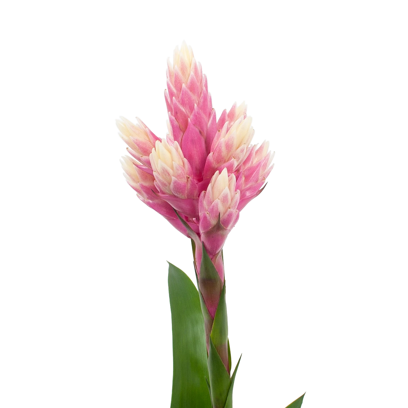 Bromelia Guzmania Candy - P12 H55 Roze - Kamerplant 4 Bromelia Guzmania Candy - P12 H55 Roze - Kamerplant - Afbeelding 2