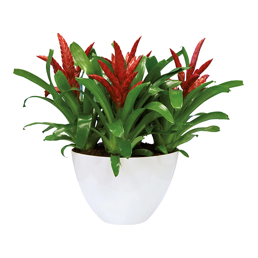 Bloempot Elho Brussels Diamond Ovaal Hoog 36cm - Wit 5 Bloempot Elho Brussels Diamond Ovaal Hoog 36cm - Wit - Afbeelding 3