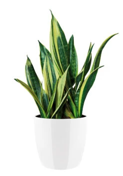 Bloempot Elho Brussels Diamond Rond 25cm - Wit -Natur Bloemen Winkel brussels diamond rond 25cm bloempot wit 6 20