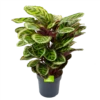 Calathea Angela - Livingplant - P27 H80 - Kamerplant 1 Calathea Angela - Livingplant - P27 H80 - Kamerplant -Natur Bloemen Winkel calathea angela livingplant p27 h80 1 3