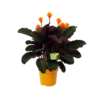 Calathea Crocata - Eeuwige Vlam - P15 H45 - Kamerplant 1 Calathea Crocata - Eeuwige Vlam - P15 H45 - Kamerplant -Natur Bloemen Winkel calathea crocata eeuwige vlam p15 h45 1