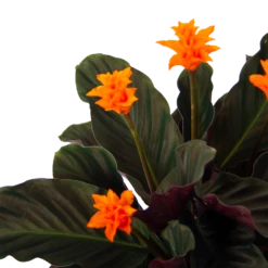 Calathea Crocata - Eeuwige Vlam - P15 H45 - Kamerplant 7 Calathea Crocata - Eeuwige Vlam - P15 H45 - Kamerplant -Natur Bloemen Winkel calathea crocata eeuwige vlam p15 h45 3