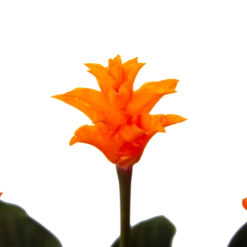 Calathea Crocata - Eeuwige Vlam - P15 H45 - Kamerplant 8 Calathea Crocata - Eeuwige Vlam - P15 H45 - Kamerplant -Natur Bloemen Winkel calathea crocata eeuwige vlam p15 h45 4