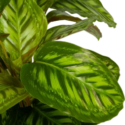 Calathea Flamestar - Schaduwplant - P32 H80 - Kamerplant -Natur Bloemen Winkel calathea flamestar schaduwplant p32 h80 5