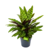 Calathea Insigne - Livingplant - P27 H80 - Kamerplant 2 Calathea Insigne - Livingplant - P27 H80 - Kamerplant -Natur Bloemen Winkel calathea insigne livingplant p27 h80 1 3