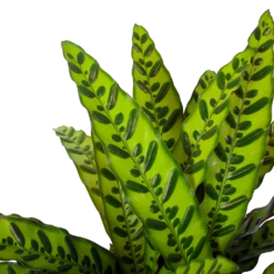 Calathea Insigne - Livingplant - P27 H80 - Kamerplant -Natur Bloemen Winkel calathea insigne livingplant p27 h80 6 3