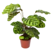 Calathea Makoyana - Pauwenplant - P17 H65 - Kamerplant 2 Calathea Makoyana - Pauwenplant - P17 H65 - Kamerplant -Natur Bloemen Winkel calathea makoyana pauwenplant p17 h65 1 2