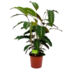 Calathea Maui Queen - Livingplant - P17 H70 - Kamerplant -Natur Bloemen Winkel calathea maui queen livingplant p17 h70 4