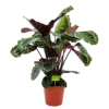 Calathea Medaillon - Schaduwplant - P19 H75 - Kamerplant -Natur Bloemen Winkel calathea medaillon schaduwplant p19 h75 4