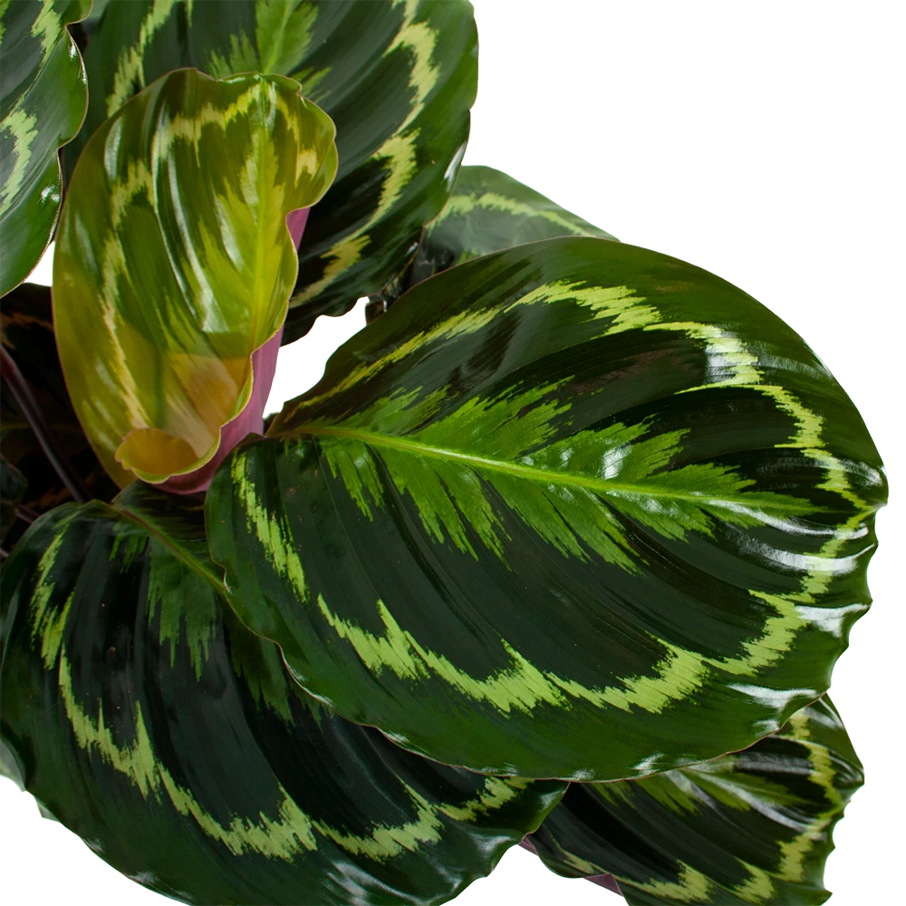 Calathea Medaillon - Schaduwplant - P19 H75 - Kamerplant 4 Calathea Medaillon - Schaduwplant - P19 H75 - Kamerplant - Afbeelding 2