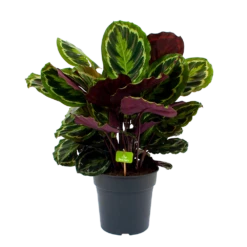 Calathea Medaillon - Schaduwplant - P27 H90 - Kamerplant