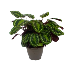 Calathea Medaillon - Schaduwplant - P32 H80 - Kamerplant -Natur Bloemen Winkel calathea medaillon schaduwplant p32 h80 2