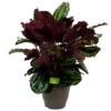 Calathea Medaillon - Schaduwplant - P32 H80 - Kamerplant -Natur Bloemen Winkel calathea medaillon schaduwplant p32cm h80cm 2