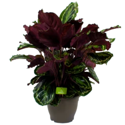 Calathea Medaillon - Schaduwplant - P32 H80 - Kamerplant