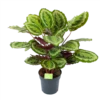 Calathea Mysty - Livingplant - P27 H80 - Kamerplant 2 Calathea Mysty - Livingplant - P27 H80 - Kamerplant -Natur Bloemen Winkel calathea mysty livingplant p27 h80 1 3