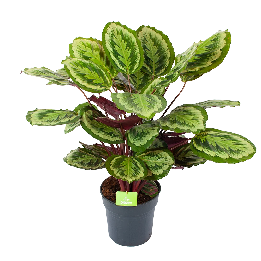 Calathea Mysty - Livingplant - P27 H80 - Kamerplant 3 Calathea Mysty - Livingplant - P27 H80 - Kamerplant