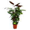 Calathea Oppenheimiana - Pauwenplant - P21 H105 - Kamerplant -Natur Bloemen Winkel calathea oppenheimiana pauwenplant p21 h105 4 1