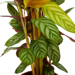 Calathea Oppenheimiana - Schaduwplant - P17 H65 - Kamerplant 8 Calathea Oppenheimiana - Schaduwplant - P17 H65 - Kamerplant -Natur Bloemen Winkel calathea oppenheimiana schaduwplant p17 h65 6