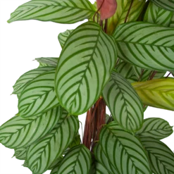 Calathea Oppenheimiana - Schaduwplant - P27 H130 - Kamerplant 7 Calathea Oppenheimiana - Schaduwplant - P27 H130 - Kamerplant -Natur Bloemen Winkel calathea oppenheimiana schaduwplant p27 h130 5