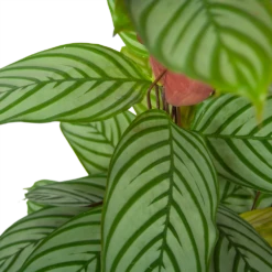 Calathea Oppenheimiana - Schaduwplant - P27 H130 - Kamerplant 8 Calathea Oppenheimiana - Schaduwplant - P27 H130 - Kamerplant -Natur Bloemen Winkel calathea oppenheimiana schaduwplant p27 h130 6