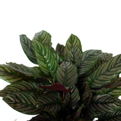 Calathea Ornata - Livingplant - P27 H80 - Kamerplant -Natur Bloemen Winkel calathea ornata livingplant p27 h80 5 3