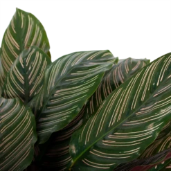 Calathea Ornata - Livingplant - P27 H80 - Kamerplant -Natur Bloemen Winkel calathea ornata livingplant p27 h80 6 3