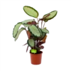 Calathea Picturata - Livingplant - P17 H65 - Kamerplant -Natur Bloemen Winkel calathea picturata livingplant p17 h65 1