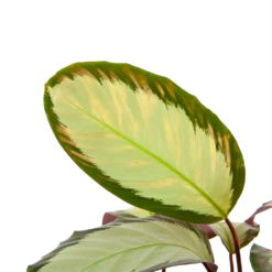 Calathea Picturata - Livingplant - P17 H65 - Kamerplant -Natur Bloemen Winkel calathea picturata livingplant p17 h65 5