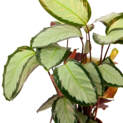 Calathea Picturata - Livingplant - P17 H65 - Kamerplant -Natur Bloemen Winkel calathea picturata livingplant p17 h65 6