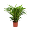 Calathea Rufibarba Bluegrass - Pauwenplant - P17 H65 - Kamerplant 2 Calathea Rufibarba Bluegrass - Pauwenplant - P17 H65 - Kamerplant -Natur Bloemen Winkel calathea rufibarba bluegrass pauwenplant p17 h65 1