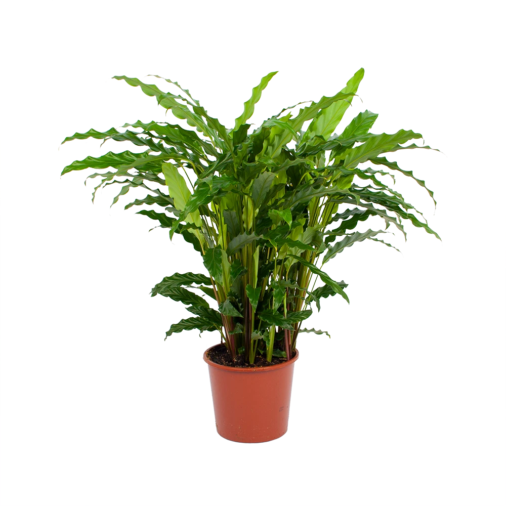 Calathea Rufibarba Bluegrass - Pauwenplant - P17 H65 - Kamerplant 3 Calathea Rufibarba Bluegrass - Pauwenplant - P17 H65 - Kamerplant