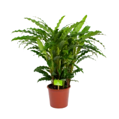 Calathea Rufibarba Bluegrass - Pauwenplant - P17 H65 - Kamerplant 8 Calathea Rufibarba Bluegrass - Pauwenplant - P17 H65 - Kamerplant -Natur Bloemen Winkel calathea rufibarba bluegrass pauwenplant p17 h65 4