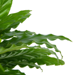 Calathea Rufibarba Bluegrass - Pauwenplant - P17 H65 - Kamerplant 10 Calathea Rufibarba Bluegrass - Pauwenplant - P17 H65 - Kamerplant -Natur Bloemen Winkel calathea rufibarba bluegrass pauwenplant p17 h65 6