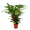 Calathea Rufibarba Bluegrass - Schaduwplant - P21 H85 - Kamerplant -Natur Bloemen Winkel calathea rufibarba bluegrass schaduwplant p21 h85 4