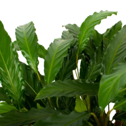 Calathea Rufibarba Bluegrass - Schaduwplant - P21 H85 - Kamerplant -Natur Bloemen Winkel calathea rufibarba bluegrass schaduwplant p21 h85 5