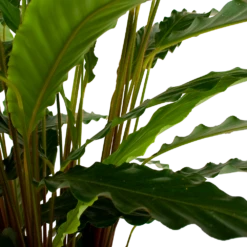 Calathea Rufibarba Bluegrass - Schaduwplant - P21 H85 - Kamerplant -Natur Bloemen Winkel calathea rufibarba bluegrass schaduwplant p21 h85 6