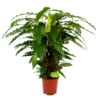 Calathea Rufibarba Bluegrass - Pauwenplant - P21 H105 - Kamerplant 2 Calathea Rufibarba Bluegrass - Pauwenplant - P21 H105 - Kamerplant -Natur Bloemen Winkel calathea rufibarba mirosha pauwenplant p21 h105 4